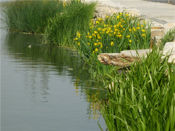 河道黃花鳶尾圖片