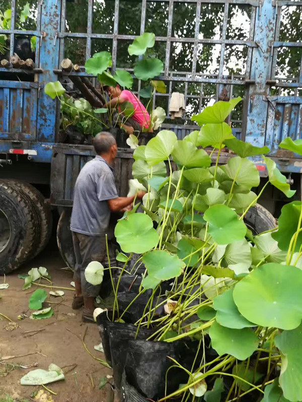 盆栽荷花裝車