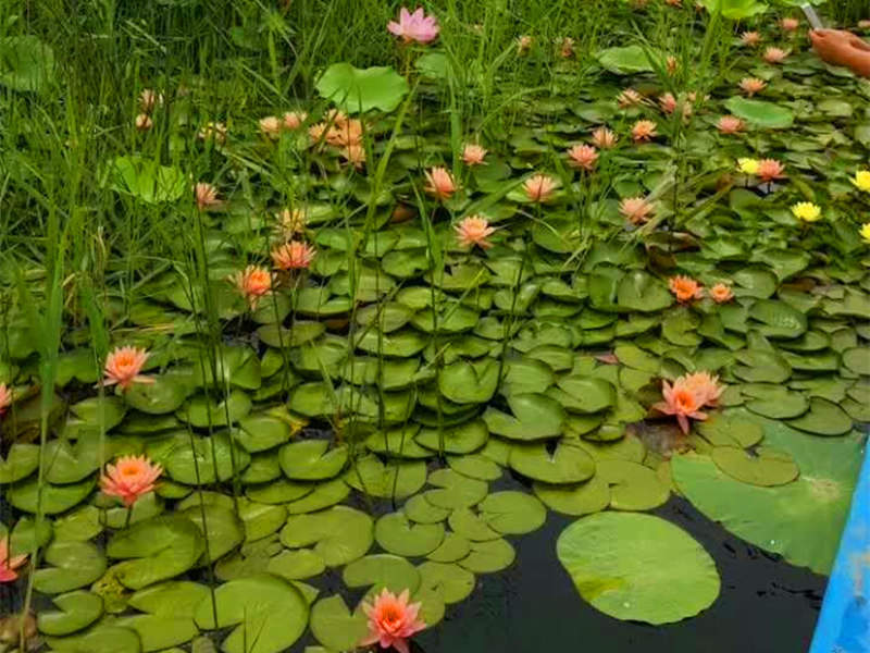 睡蓮開花圖片