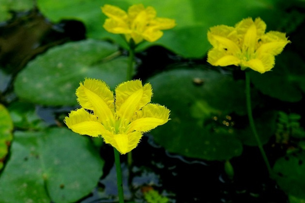 荇菜花