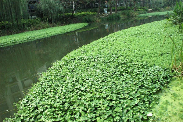 水邊種植的香菇草