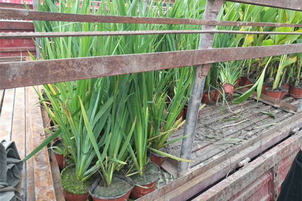 浮島用水生植物