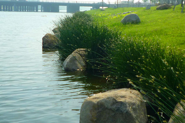 河道種植水蔥效果