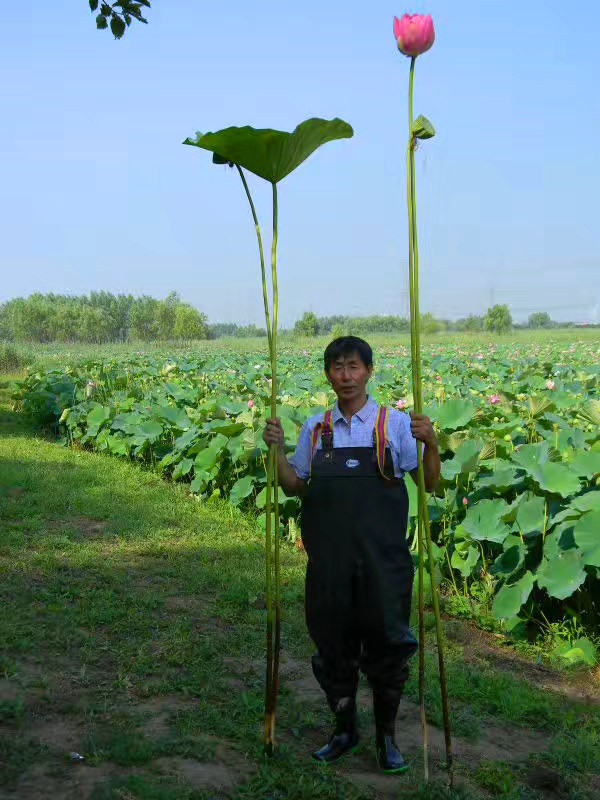 觀賞荷花基地