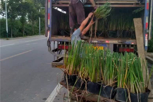 盆栽水蔥裝車圖片