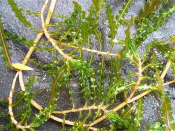 寧夏水生植物圖片