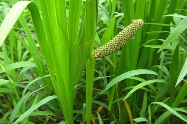 適合黑龍江的水生植物-菖蒲