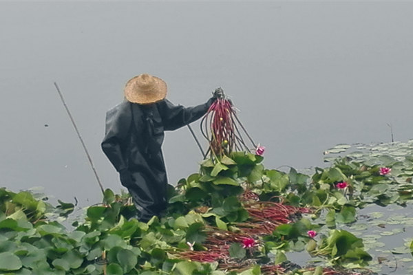 盆栽睡蓮圖片