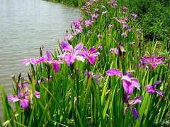 常綠水生鳶尾在水景園林應用