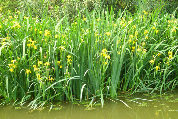 河道種植的黃花鳶尾