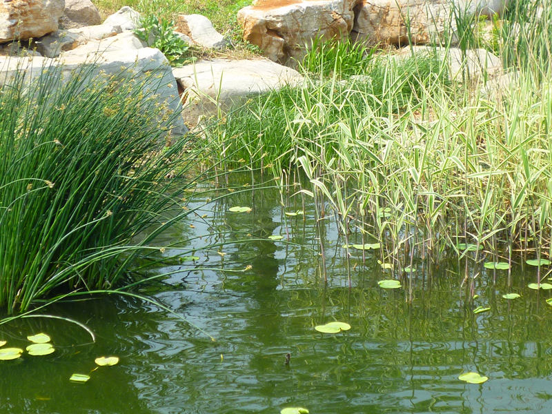 河道水生植物