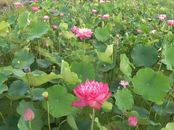 觀賞荷花基地