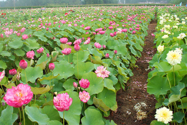 觀賞荷花基地