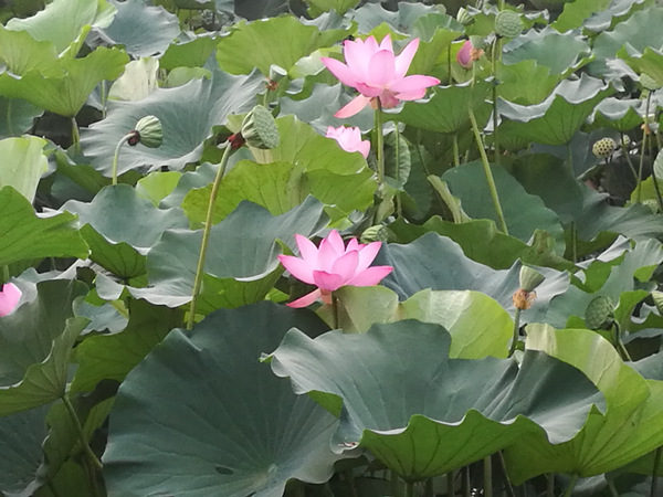 荷花基地