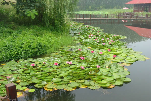 水生植物睡蓮