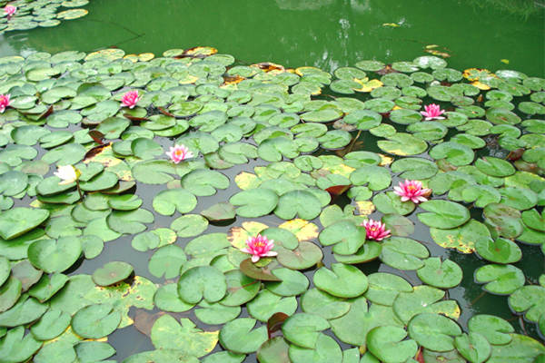 水生植物睡蓮