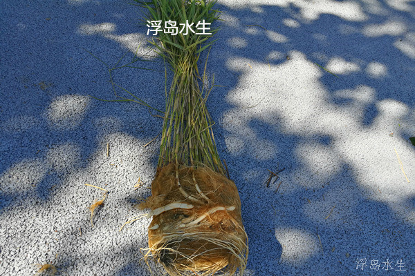 花葉蘆葦