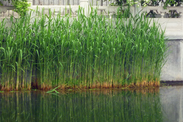 河道水生植物蘆葦