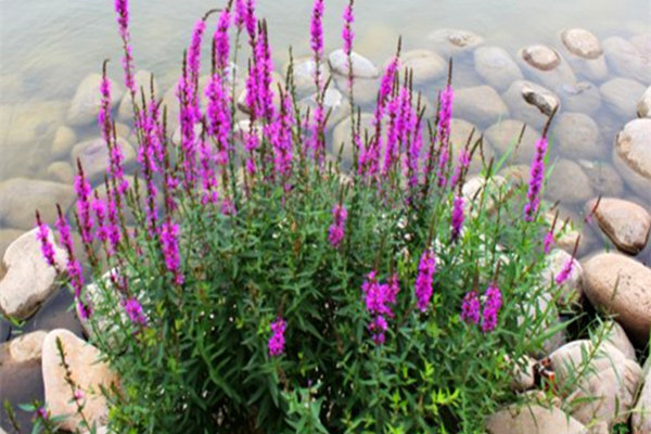 河道水生植物千屈菜