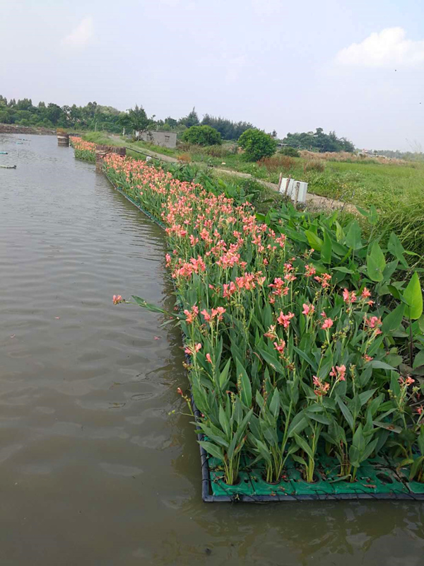 盆栽水生植物生態浮島應用效果