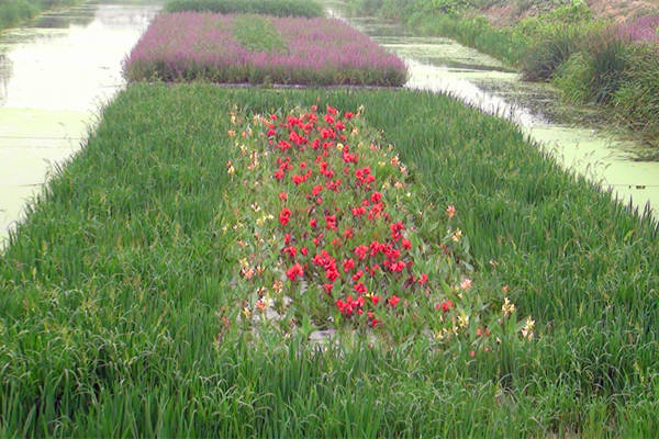 生態浮島水生植物