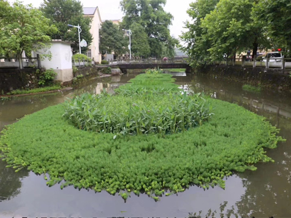 生態浮島水生植物