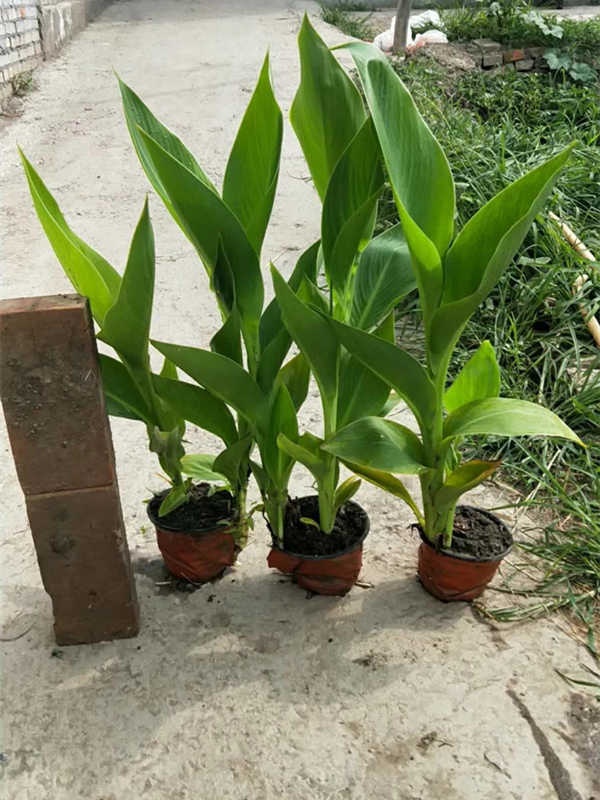 生態(tài)浮島水生植物