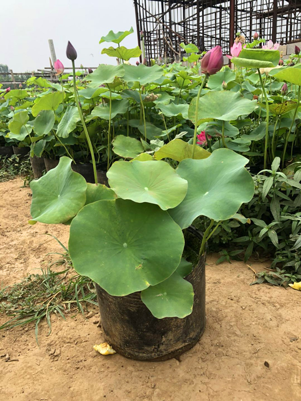 荷花生態(tài)浮島苗