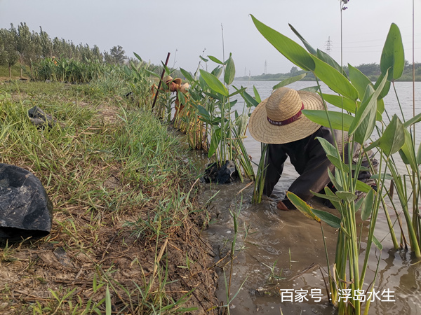 再力花種植