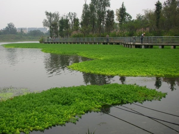 浮葉植物人工浮島.jpg