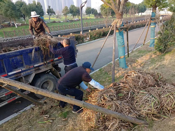 冬季人工浮島枯萎植物運輸.jpg