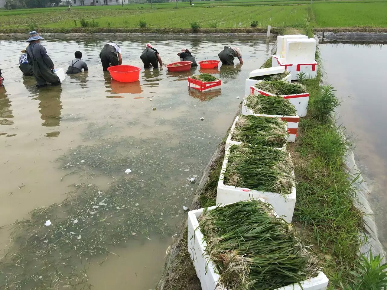 種植苦草 (16).jpg