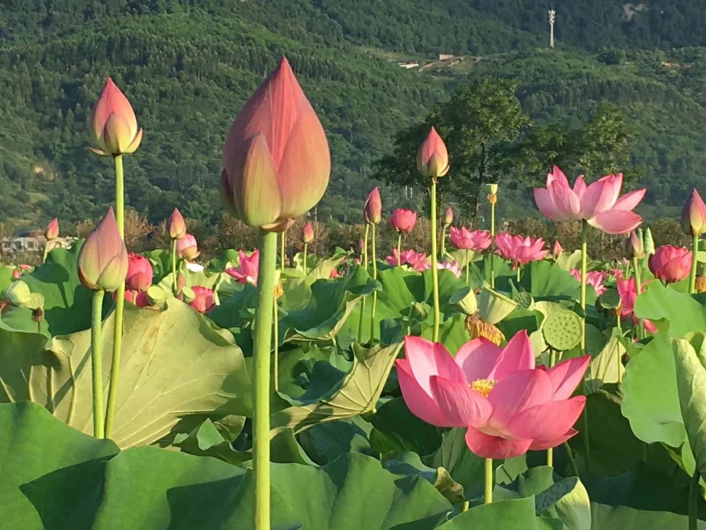 耐寒荷花圖片.jpg