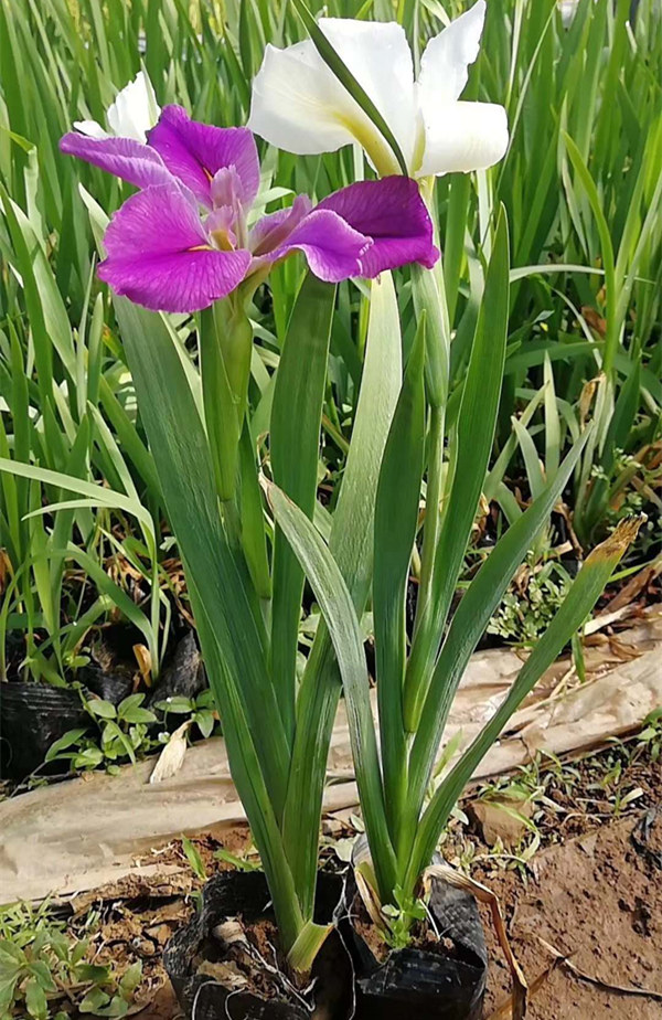 盆栽常綠鳶尾