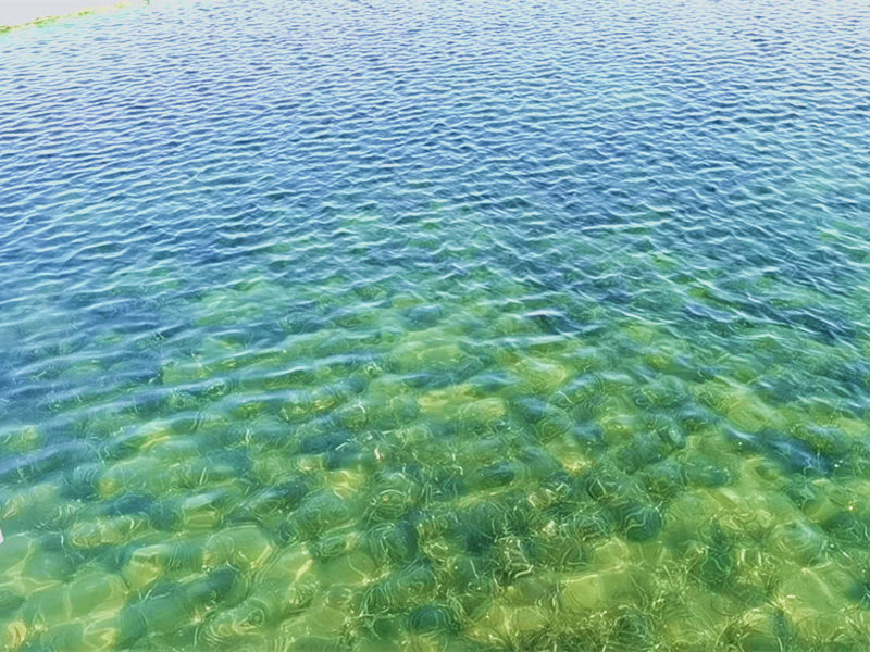 沉水植物對水體的凈化效果