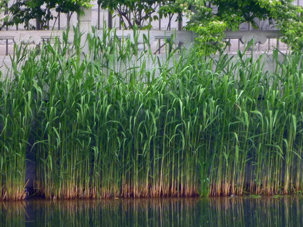 河道種植蘆葦