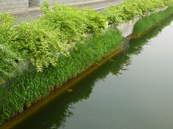 河道蘆葦種植