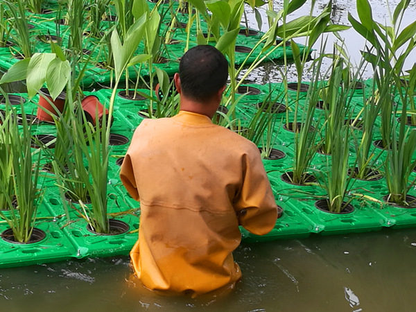 人工植物浮島圖片