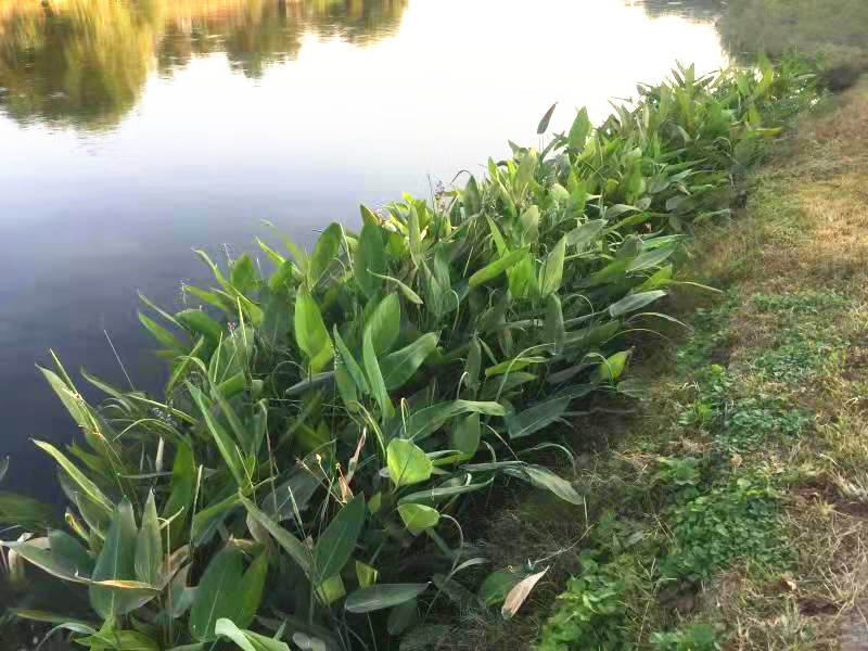 固土護岸植物再力花