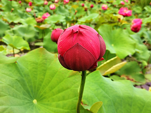 紅色荷花基地實拍