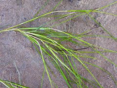  沉水植物微齒眼子菜