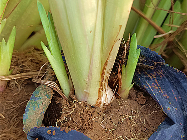 盆栽黃花鳶尾苗