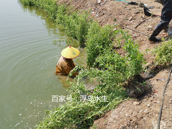 盆栽千屈菜種植