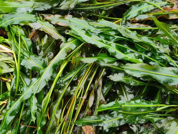 沉水植物馬來眼子菜圖片