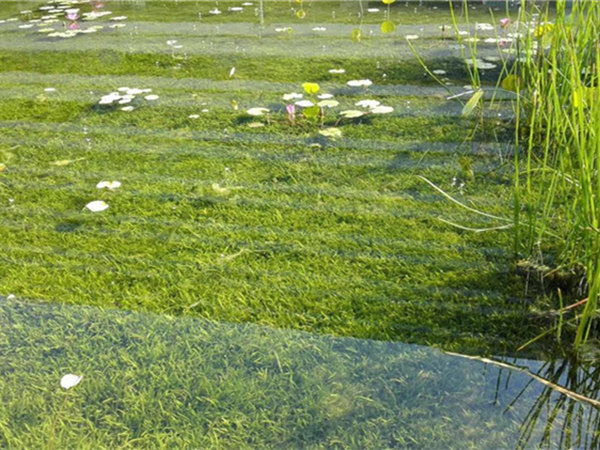 沉水植物矮生苦草