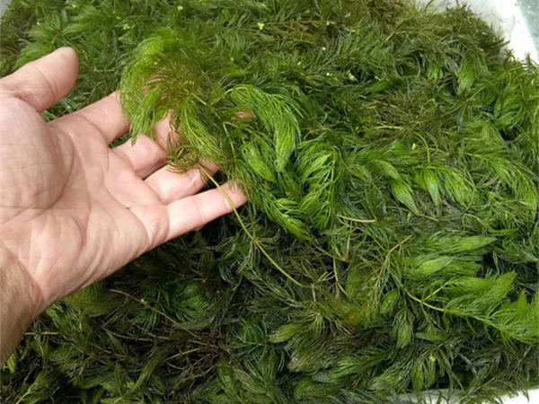 沉水植物金魚藻