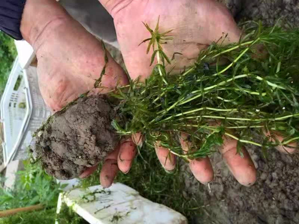 輪葉黑藻拋灑種植方法