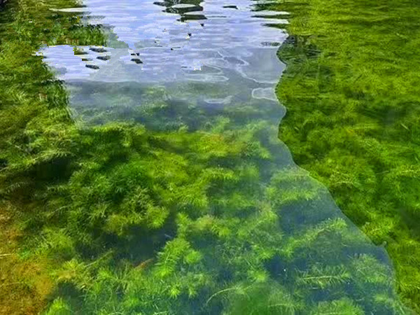 輪葉黑藻種植效果