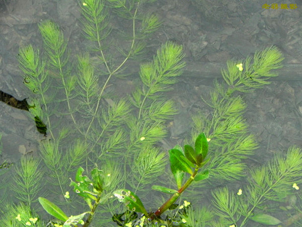 沉水植物金魚藻