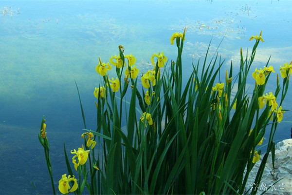 水生植物圖片